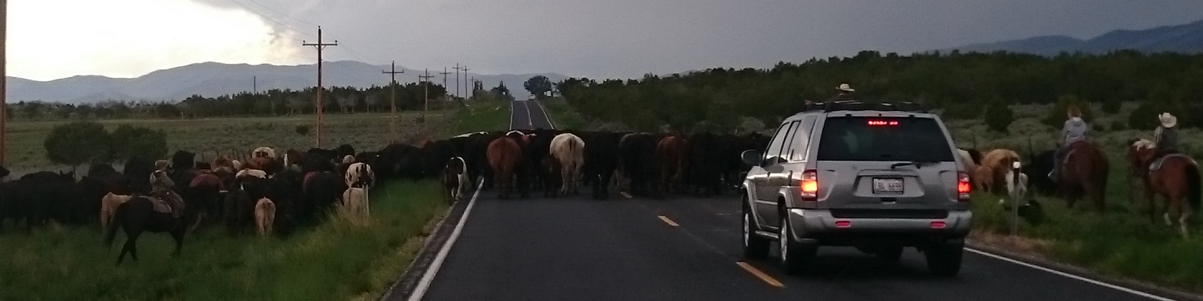 cow roadblock